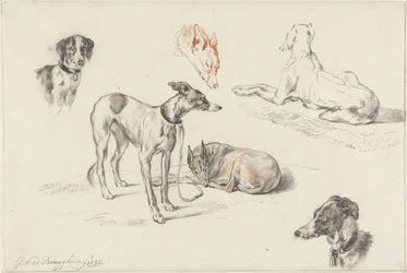 Studien von Hunden