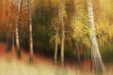 Goldener Birkenwald