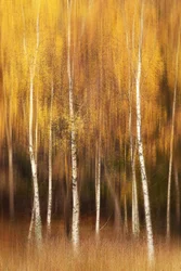 Goldener Birkenwald