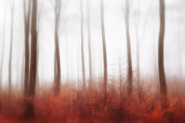 Nebliger Roter Wald