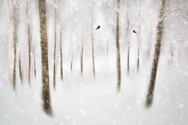 Ruhiger Winterwald