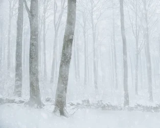 Winterlicher Schneefallwald