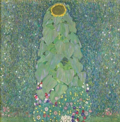 Sonnenblume