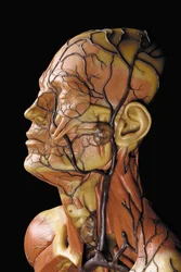 (Detail) eines männlichen anatomischen Écorché-Modells, das Muskeln, Arterien und Venen, den Kreislauf und das Nervensystem zeigt