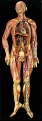 Männliches anatomisches Écorché-Modell mit Darstellung der Muskeln, Arterien und Venen, des Blutkreislaufs und des Nervensystems