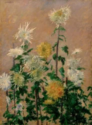 Weiße und gelbe Chrysanthemen