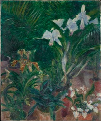 Orchideen im Gewächshaus von Petit Gennevilliers, 1893