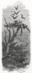 Ein keltisches Himmelsbegräbnis, 1866