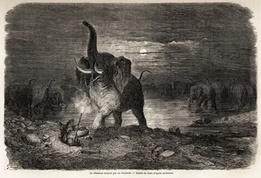 Der Jäger, überrascht von einem Elefanten, nahe dem Ngami-See (Botswana), Zeichnung von Gustave Doré (1832-1883), zur Illustration der Abenteuer und Jagden von Charles Jean Anderson im südlichen Afrika. Gravur in „Le tour du monde, nouveau journal des voya