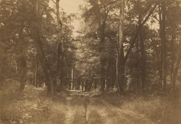 Bas-Bréau, Wald von Fontainebleau