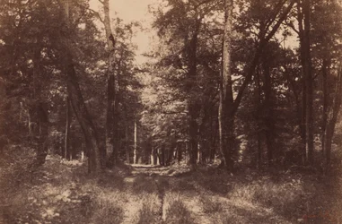 Bas-Breau, Wald von Fontainebleau, 1852