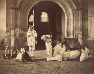 Kamel, das liegt, ca. 1866 (Fotogravur)