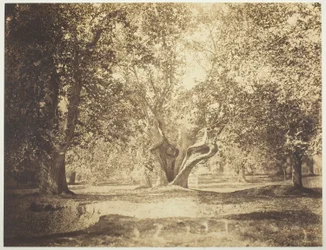 Baum, Wald von Fontainebleau