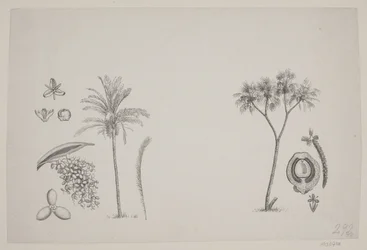 Botanisches Blatt aus Schouws Schriften