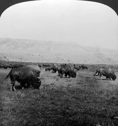 Bison, Yellowstone-Nationalpark, USA