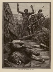 Löwenjagd in Afrika