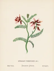 Wildblumen des Heiligen Landes: Astragalus Tuberculosus; Milchwicke
