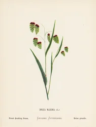 Wildblumen des Heiligen Landes: Briza Maxima; Großes Zittergras (farbige Gravur)
