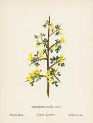 Wildblumen des Heiligen Landes: Calycotome Spinosa, Dorniger Ginster