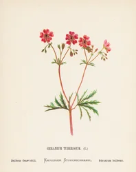 Wildblumen des Heiligen Landes: Geranium Tuberosum; Knolliger Storchschnabel (farbige Gravur)