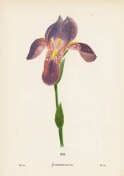 Wildblumen des Heiligen Landes: Iris