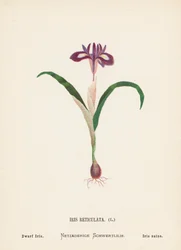 Wildblumen des Heiligen Landes: Iris Reticulata, Zwergiris