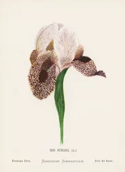 Wildblumen des Heiligen Landes: Iris Susiana, Persische Iris