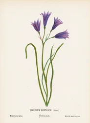 Wildblumen des Heiligen Landes: Ixiolirium Montanum, Kraut; Berglilie