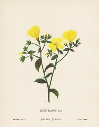 Wildblumen des Heiligen Landes: Linum Flavum; Gelber Flachs