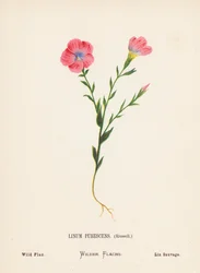 Wildblumen des Heiligen Landes: Linum Pubescens, Russell; Wilder Flachs