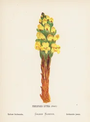 Wildblumen des Heiligen Landes: Phelipaea Lutea, Desf; Gelbe Orobanche