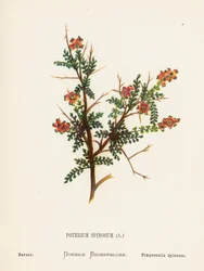 Wildblumen des Heiligen Landes: Poterium Spinosum; Wiesenknopf