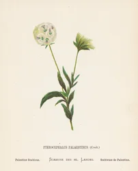 Wildblumen des Heiligen Landes: Pterocephalus Palaestinus, Coult; Palästina-Skabiose