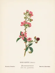 Wildblumen des Heiligen Landes: Rubus Sanctus, Schreb; Palästina Brombeere