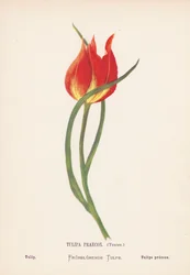 Wildblumen des Heiligen Landes: Tulipa Praecox, Tenore; Tulpe