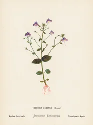 Wildblumen des Heiligen Landes: Veronica Syriaca, Roem; Syrischer Ehrenpreis