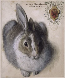 Ein liegender Hase, von vorn gesehen, mit einem Wappen