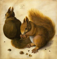 Zwei Eichhörnchen, eines davon frisst eine Haselnuss