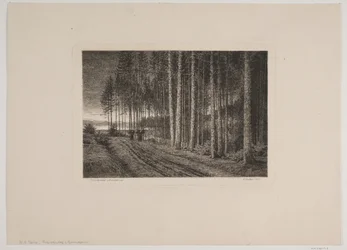 Regentag im Tannenwald