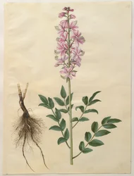 Dictamnus albus aus dem Album Gottorfer Codex