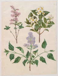 Syringa persica, Philadelphus coronarius und Syringa vulgaris aus dem Album Gottorfer Codex