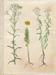 Achillea ptarmica (Silbergarbe); Achillea ageratum (Balsamgarbe); Achillea millefolium (Gemeine Schafgarbe)