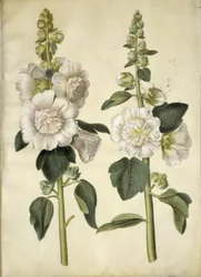 Stockrose