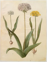 Allium moly (Gold-Lauch); Allium nigrum (Schwarz-Lauch)