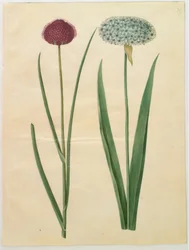 Allium sphaerocephalon (Mittelmeer-Zierlauch); Allium nigrum (Schwarzer Lauch)