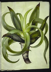 Aloe (Aloe)