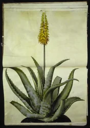 Aloe vera (Echte Aloe)