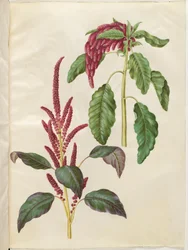 Amaranthus cruentus (roter Amarant); Amaranthus caudatus (Fuchsschwanz-Amarant)