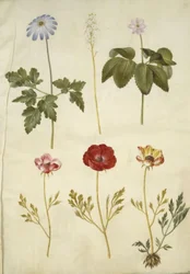 Anemone apennina (Apenninen-Anemone); Tiarella cordifolia (Schaumblume); Anemone trifolia (Dreiblättrige Anemone); Ranunculus asiaticus (Asiatischer Hahnenfuß)