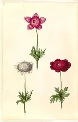 Anemone (Anemone coronaria)